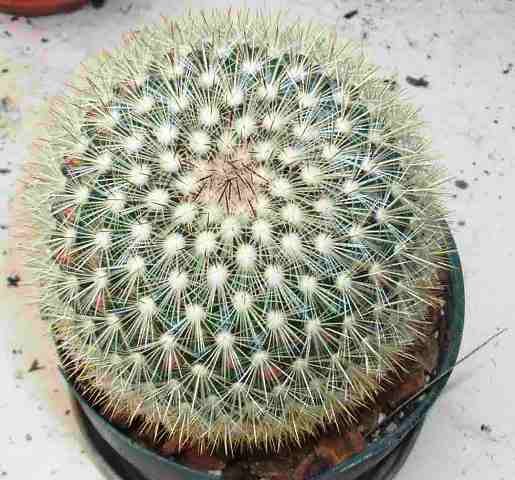 Mammillaria_densispina_1